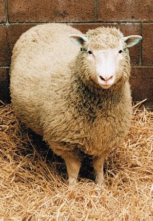 Theo lời tiến sĩ Joshi, cho tới nay mới chỉ có nhân bản của động vật chứ chưa có nhân bản người (ảnh chụp cừu Dolly năm 2003), nhưng công nghệ tồn tại để nhân bản người thì đã có và hoàn toàn có khả năng tạo một bản sao y đúc của Lionel Messi.